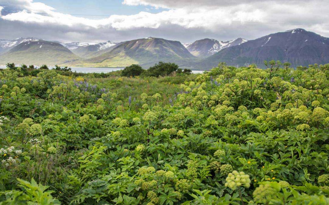 The History of SAGAPRO®-A Botanical gift from Icelandic nature