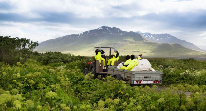 Sustainable Angelica harvesting in pure Icelandic environment: Harvesting season concluded with great success